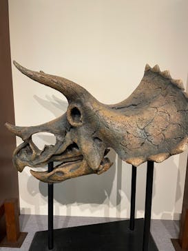 国立科学博物館　特別企画展「ポケモン化石博物館」に投稿された画像（2022/5/11）