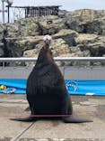 大分マリーンパレス水族館 「うみたまご」に投稿された画像（2022/5/11）