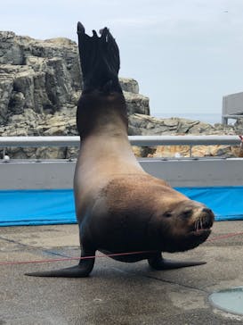 大分マリーンパレス水族館 「うみたまご」に投稿された画像（2022/5/11）
