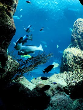 新江ノ島水族館に投稿された画像（2022/5/11）