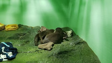 しながわ水族館に投稿された画像（2022/5/11）