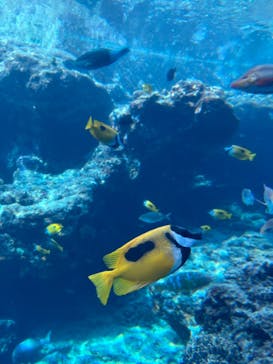 沖縄美ら海水族館に投稿された画像（2022/5/11）
