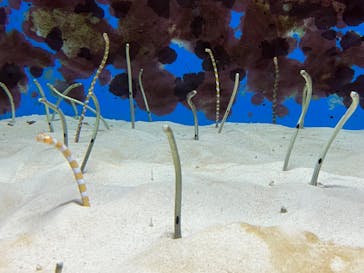 沖縄美ら海水族館に投稿された画像（2022/5/11）