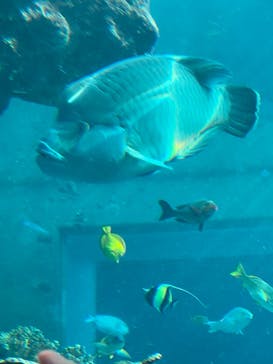 沖縄美ら海水族館に投稿された画像（2022/5/11）
