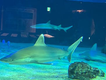 沖縄美ら海水族館に投稿された画像（2022/5/11）