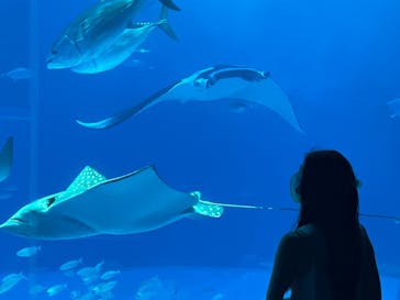 沖縄美ら海水族館に投稿された画像（2022/5/11）