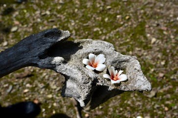 対馬エコツアーに投稿された画像（2022/4/29）