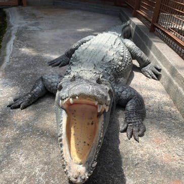 熱川バナナワニ園に投稿された画像（2022/5/11）