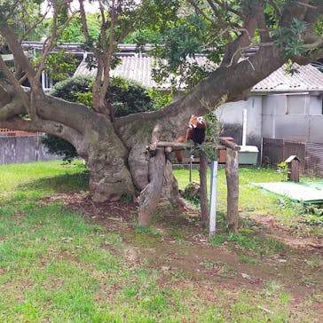 熱川バナナワニ園に投稿された画像（2022/5/11）