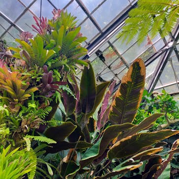 熱川バナナワニ園に投稿された画像（2022/5/11）