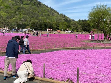 富士芝桜まつり(富士本栖湖リゾート)に投稿された画像（2022/5/11）