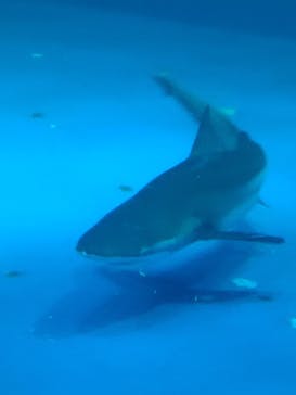 名古屋港水族館に投稿された画像（2022/5/11）