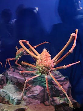 名古屋港水族館に投稿された画像（2022/5/11）