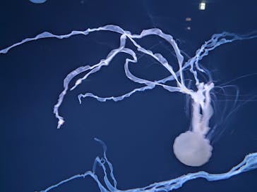 サンシャイン水族館に投稿された画像（2022/5/12）