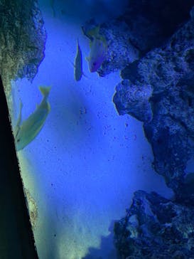 サンシャイン水族館に投稿された画像（2022/5/12）