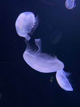 サンシャイン水族館に投稿された画像（2022/5/12）