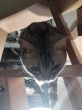 猫カフェモカ　新宿店に投稿された画像（2022/5/12）