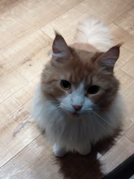 猫カフェモカ　新宿店に投稿された画像（2022/5/12）