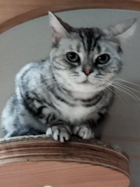 猫カフェモカ　新宿店に投稿された画像（2022/5/12）