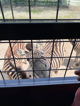 那須サファリパークに投稿された画像（2022/5/12）