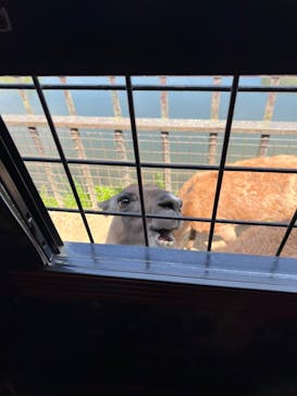 那須サファリパークに投稿された画像（2022/5/12）