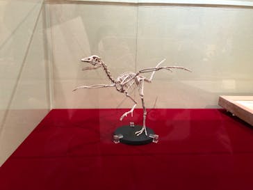 国立科学博物館　特別企画展「ポケモン化石博物館」に投稿された画像（2022/5/12）
