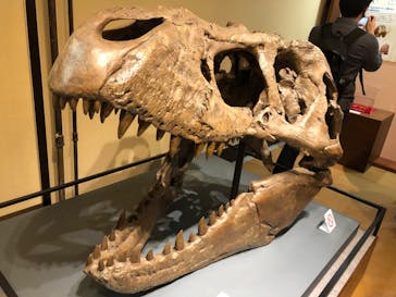 国立科学博物館　特別企画展「ポケモン化石博物館」に投稿された画像（2022/5/12）