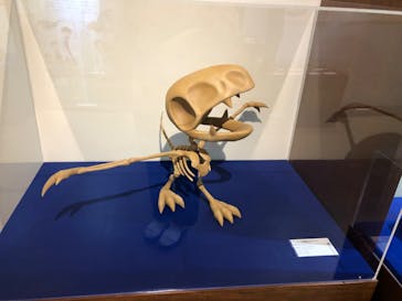 国立科学博物館　特別企画展「ポケモン化石博物館」に投稿された画像（2022/5/12）