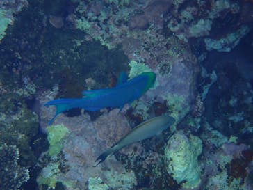 石垣島 ADVENTURE PiPi（イシガキジマアドベンチャーピピ）に投稿された画像（2022/5/12）