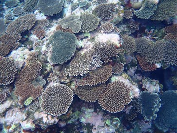 石垣島 ADVENTURE PiPi（イシガキジマアドベンチャーピピ）に投稿された画像（2022/5/12）