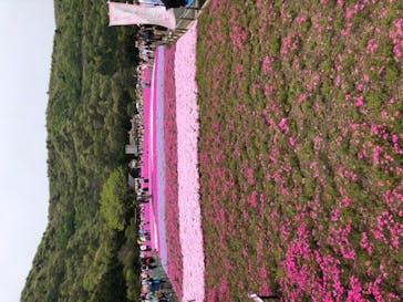 富士芝桜まつり(富士本栖湖リゾート)に投稿された画像（2022/5/13）