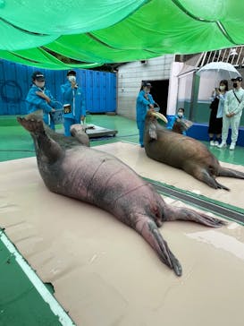 ゼロ距離水族館 伊勢シーパラダイスに投稿された画像（2022/5/13）