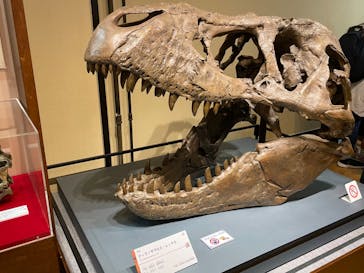 国立科学博物館　特別企画展「ポケモン化石博物館」に投稿された画像（2022/5/13）