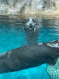 大分マリーンパレス水族館 「うみたまご」に投稿された画像（2022/5/13）