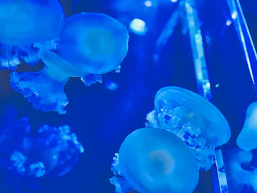 すみだ水族館に投稿された画像（2022/5/13）