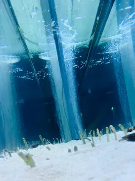 すみだ水族館に投稿された画像（2022/5/13）