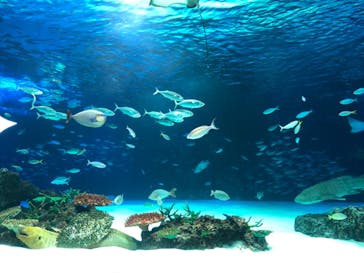 サンシャイン水族館に投稿された画像（2022/5/13）