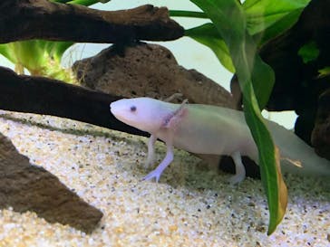 サンシャイン水族館に投稿された画像（2022/5/13）