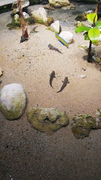 サンシャイン水族館に投稿された画像（2022/5/13）