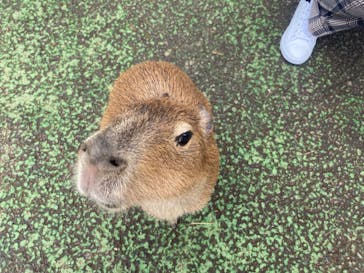 伊豆シャボテン動物公園に投稿された画像（2022/5/13）