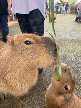 伊豆シャボテン動物公園に投稿された画像（2022/5/13）