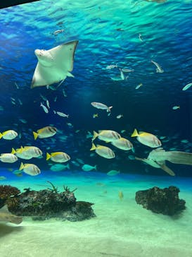 サンシャイン水族館に投稿された画像（2022/5/13）