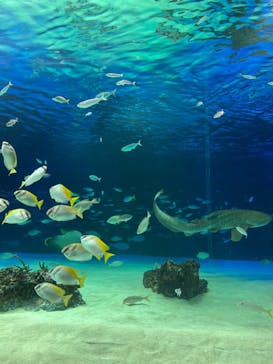 サンシャイン水族館に投稿された画像（2022/5/13）