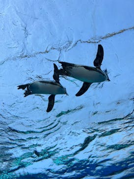 サンシャイン水族館に投稿された画像（2022/5/13）