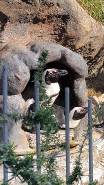 サンシャイン水族館に投稿された画像（2022/5/13）