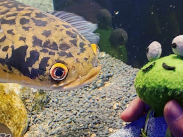 カワスイ 川崎⽔族館に投稿された画像（2022/5/13）