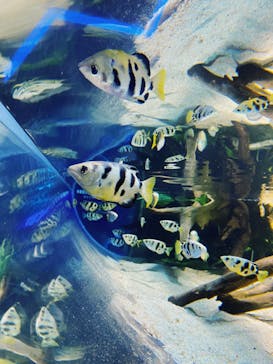 カワスイ 川崎⽔族館に投稿された画像（2022/5/13）