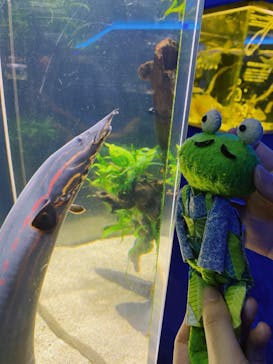 カワスイ 川崎⽔族館に投稿された画像（2022/5/13）