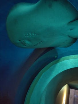 大分マリーンパレス水族館 「うみたまご」に投稿された画像（2022/5/13）