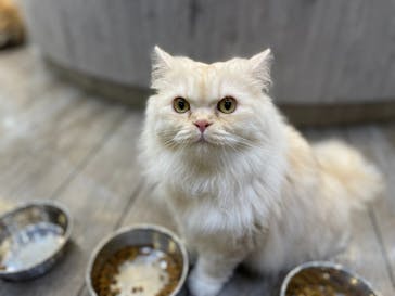 猫カフェモカ　立川店に投稿された画像（2022/5/14）